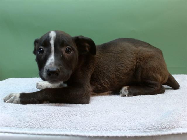adoptable Dog in Gardena, CA named LORA