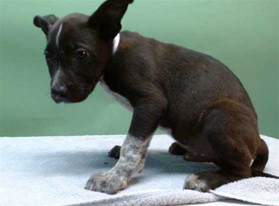 adoptable Dog in Gardena, CA named MURPHEY