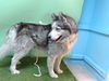 adoptable Dog in  named A5713244
