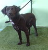 adoptable Dog in Gardena, CA named A5711182