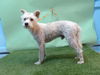 adoptable Dog in Gardena, CA named KRYPTO