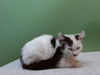 adoptable Cat in Gardena, CA named A5713216