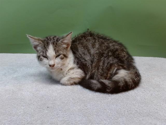 adoptable Cat in Gardena, CA named A5713220