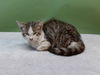 adoptable Cat in Gardena, CA named A5713220