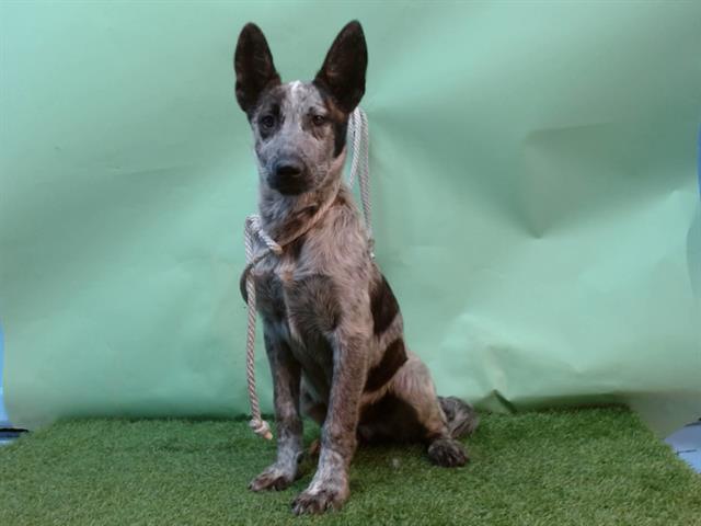 adoptable Dog in Gardena, CA named A5713380