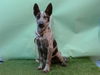 adoptable Dog in  named A5713380