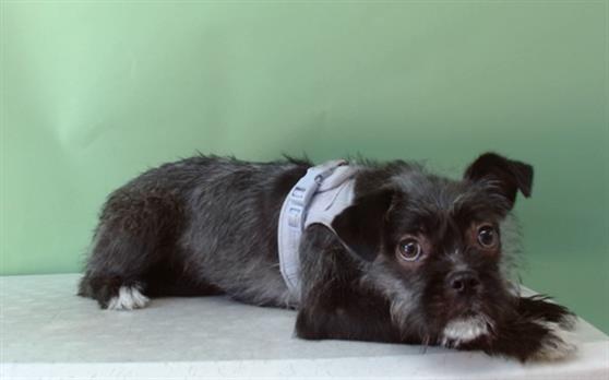 adoptable Dog in Gardena, CA named A5713528
