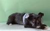 adoptable Dog in  named A5713528