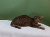 adoptable Cat in Gardena, CA named A5713752