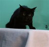 adoptable Cat in Gardena, CA named BLACKBERRY