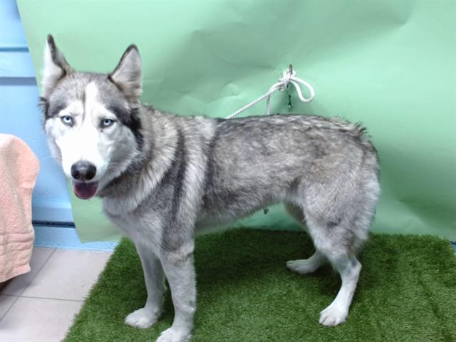adoptable Dog in Gardena, CA named XENA