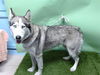 adoptable Dog in  named XENA