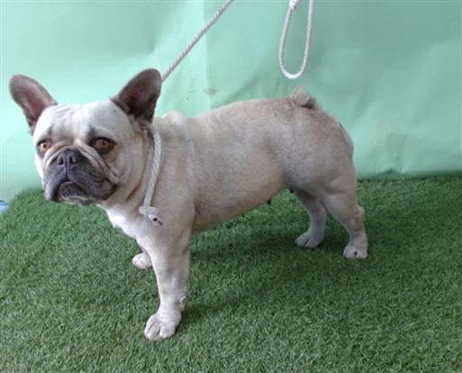 adoptable Dog in Gardena, CA named A5713606