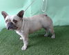 adoptable Dog in  named A5713606