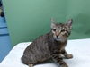 adoptable Cat in Gardena, CA named HIBIKI