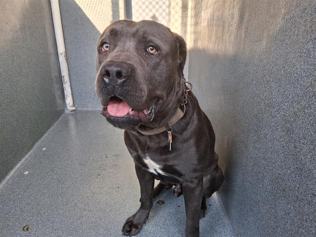 adoptable Dog in Gardena, CA named ENZO