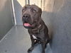 adoptable Dog in  named ENZO