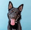 adoptable Dog in ,  named BUDDY
