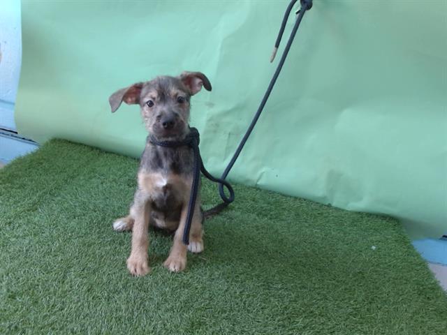 adoptable Dog in Gardena, CA named ROXY