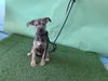 adoptable Dog in  named ROXY