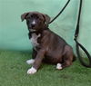 adoptable Dog in  named LORI