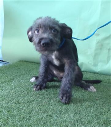 adoptable Dog in Gardena, CA named PRINCESS