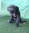 adoptable Dog in  named PRINCESS