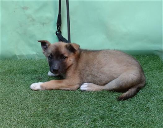adoptable Dog in Gardena, CA named DAISY