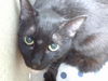 adoptable Cat in Gardena, CA named ONYX