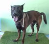 adoptable Dog in  named LEX LUTHER