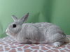 adoptable Rabbit in  named TANGO