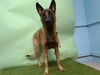 adoptable Dog in Gardena, CA named CLOVER