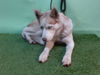 adoptable Dog in Gardena, CA named A5712218