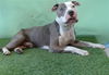 adoptable Dog in Gardena, CA named CHAMPION