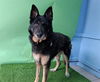 adoptable Dog in Gardena, CA named A5713870