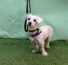 adoptable Dog in Gardena, CA named A5714368