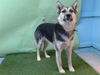 adoptable Dog in Gardena, CA named YGRITTE