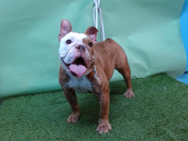 adoptable Dog in Gardena, CA named A5714503