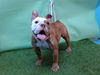 adoptable Dog in Gardena, CA named A5714503