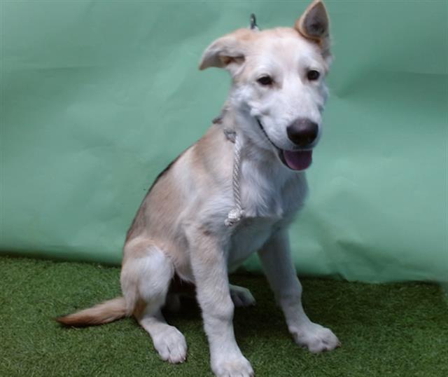 adoptable Dog in Gardena, CA named A5714691