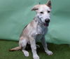adoptable Dog in Gardena, CA named A5714691