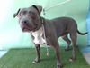 adoptable Dog in Gardena, CA named KING