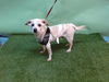 adoptable Dog in Gardena, CA named MICKEY