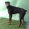 adoptable Dog in Gardena, CA named ZEUS