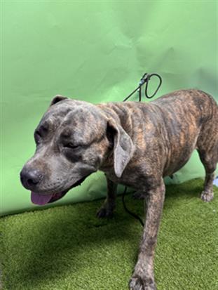 adoptable Dog in Gardena, CA named DELCE