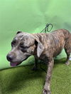 adoptable Dog in Gardena, CA named DELCE