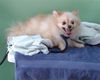 adoptable Dog in  named OSO