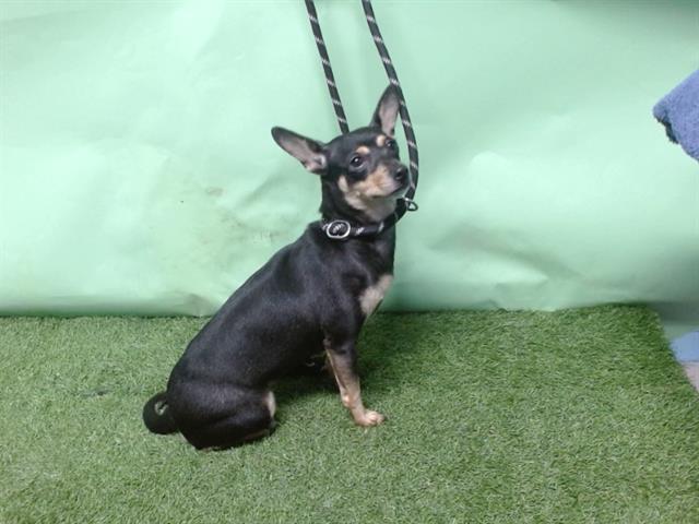 adoptable Dog in Gardena, CA named A5714826