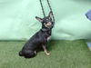 adoptable Dog in  named A5714826