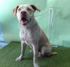 adoptable Dog in  named A5714687
